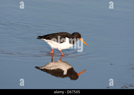 Huîtrier pie - Haematopus ostralegus barbotage, reflétée dans l'eau Banque D'Images