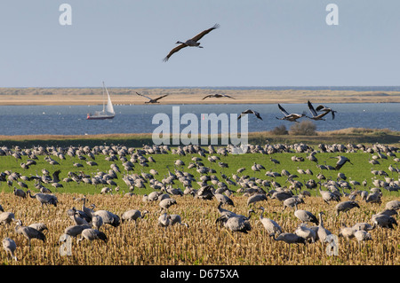 Grues cendrées (Grus grus) à utkiek in espace repos, mecklenburg-vorpommern, Allemagne Banque D'Images