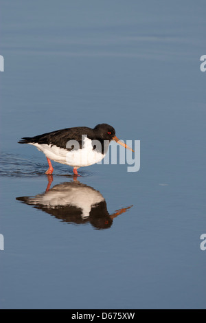 Huîtrier pie - Haematopus ostralegus barbotage, reflétée dans l'eau Banque D'Images