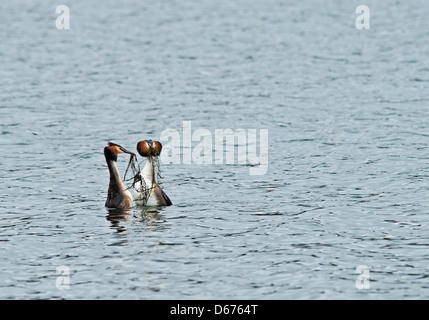 Paire de Great Crested Grebe, vaisseau d'audience, danse des mauvaises herbes Banque D'Images