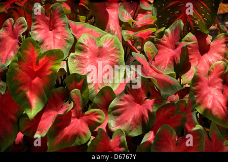 Caladium rouge Banque D'Images