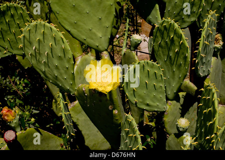 Cactus Fleur Plante jaune horizontale Close up Banque D'Images