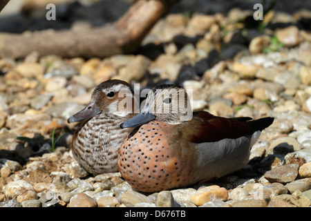 Ringed Teal (Callonetta leucophrys) mâle et femelle, Zoo de Prague, République Tchèque Banque D'Images