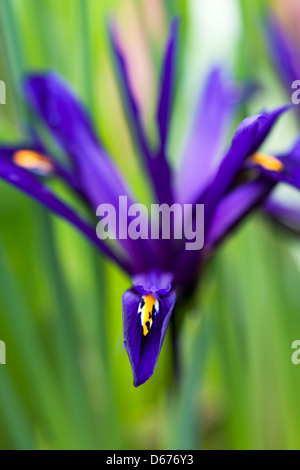 Iris reticulata 'harmonie' fleurs. Banque D'Images