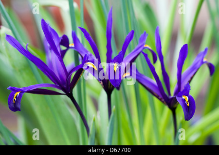 Iris reticulata 'harmonie' fleurs. Banque D'Images