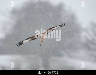 Milan royal - Milvus milvus en vol dans la neige Banque D'Images