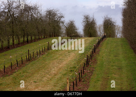 Deux rangées de pommiers nouvellement plantés dans les vergers de cidres Thatchers permet de Sandford, Somerset, Angleterre, avril 2013 Banque D'Images