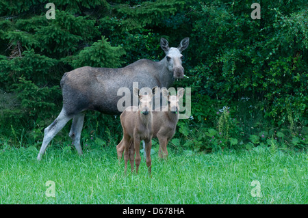 Elk eurasien vache avec deux veaux, Alces alces, Norvège Banque D'Images