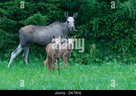 Elk eurasien vache avec deux veaux, Alces alces, Norvège Banque D'Images