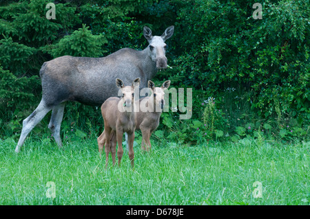 Elk eurasien vache avec deux veaux, Alces alces, Norvège Banque D'Images