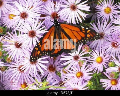 Beau papillon monarque colorés sur une fleur Banque D'Images