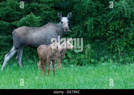 Elk eurasien vache avec deux veaux, Alces alces, Norvège Banque D'Images