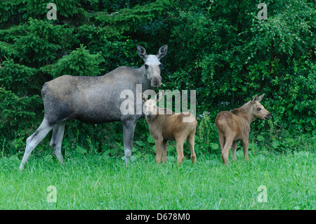 Elk eurasien vache avec deux veaux, Alces alces, Norvège Banque D'Images