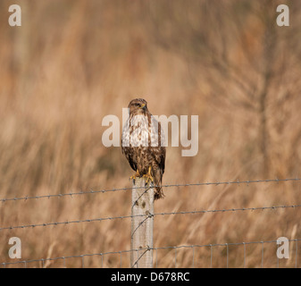 Buse variable - Buteo buteo assis sur un poteau de clôture Banque D'Images