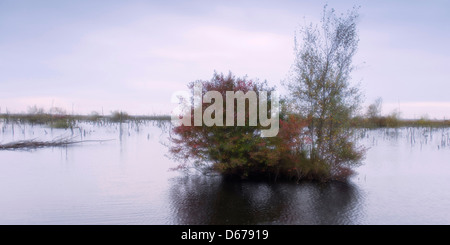 Diepholzer moorniederung goldenstedter moor,, Niedersachsen, Allemagne Banque D'Images