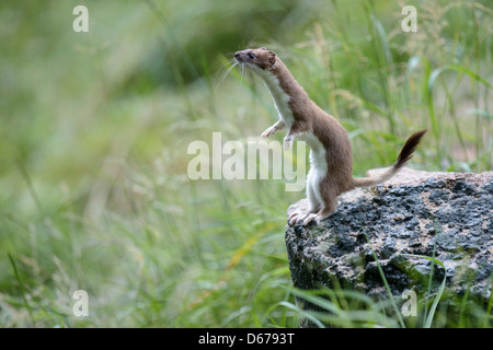 Hermine, Mustela erminea, Allemagne Banque D'Images