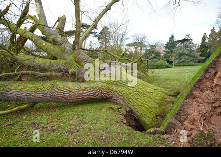 Arbre renversé par les vents violents Warwick Warwickshire UK Banque D'Images