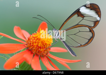 Glasswinged butterfly (Greta oto) Alimentation par une fleur dans la serre aux papillons à Sinaia, Somerset Banque D'Images