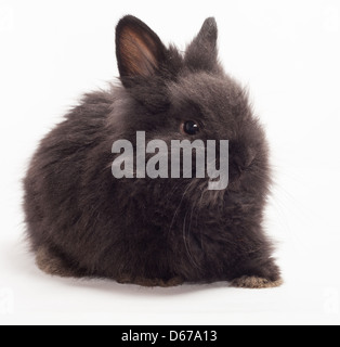 Lapin lapin noir ( ) isolé sur fond blanc Banque D'Images