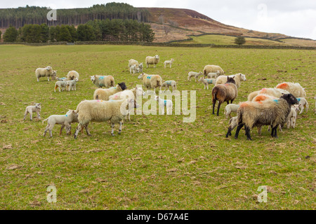 Les brebis avec un grand nombre d'agneaux nés récemment dans un champ dans le North Yorkshire Moors Avril 2013 Banque D'Images