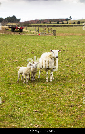 Les brebis avec 2 agneaux dans un champ dans le North Yorkshire Moors Avril 2013 Banque D'Images