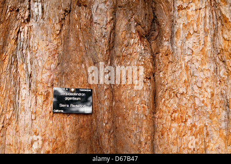 Close up du tronc et l'écorce d'un arbre Séquoia géant sierra redwood, Cambridge Botanic Garden, UK Banque D'Images