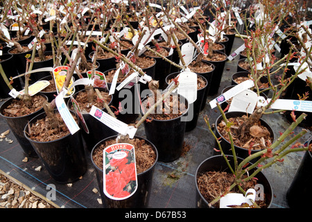 Plantes Rose en vente dans des pots dans un centre de jardinage, de plantation et de jardinage, Cambridgeshire UK Banque D'Images