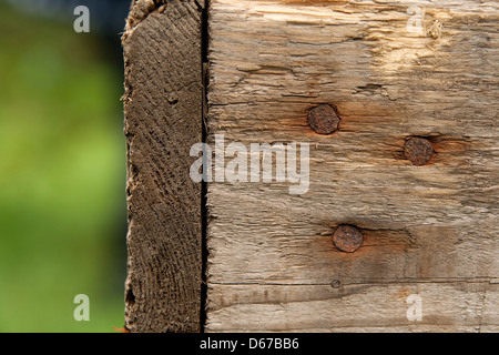 Texture bois avec clous rouillés sur fond vert floue. Banque D'Images