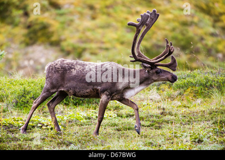 Caribou des bois (Rangifer tarandu) près de l'autoroute passe, Denali National Park, Alaska, USA Banque D'Images