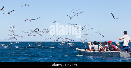 Les écotouristes dans un esquif, photographier un troupeau de mouettes et de pélicans dans une frénésie d'alimentation au large de l'île Santa Catalina, Mer de Cortez Banque D'Images