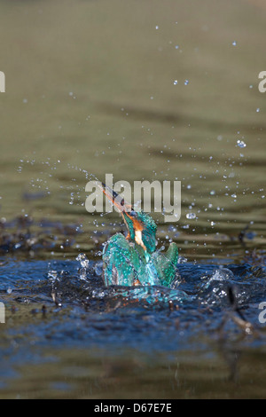 Alcedo atthis - Kingfisher émergeant de l'eau Banque D'Images