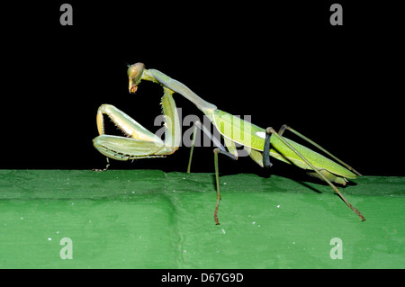 Praying Mantis assis sur un mur la nuit, Andalousie, Espagne, Europe de l'Ouest. Banque D'Images