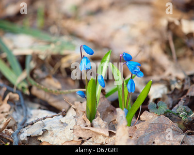 Squill Scilla sibirica (Sibérie) Banque D'Images