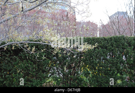 Shadbush en bouton dans Wagner Park, Battery Park City, un quartier de Manhattan. Banque D'Images