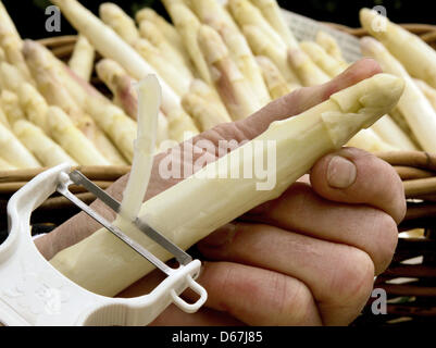 Fichier - une archive photo datée du 12 avril 2012 montre un employé d'Schulte-Scherlebeck ferme asperges asperges peeling la première de la saison à Herten, Allemagne. Saison des asperges prendra fin le 24 juin 2012. Société de l'information sur les marchés agricoles (AMI) a signalé que le légume était plus cher cette année que d'habitude : les consommateurs ont dû payer 5,83 euros pour un kilo d'asperges en mai, Banque D'Images