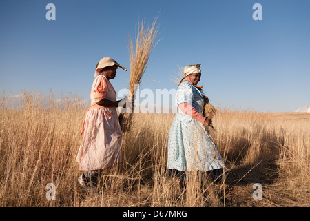 Les femmes africaines la collecte et de lier les cadres de l'herbe dans le domaine Banque D'Images