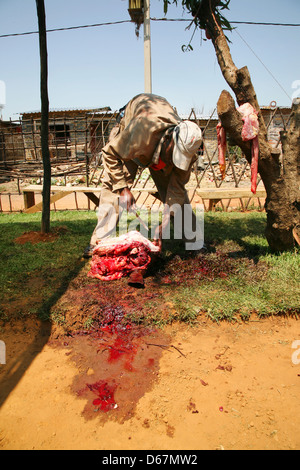Les hommes africains une vache de boucherie et de la viande dans un arbre en t Banque D'Images