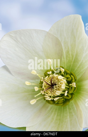 L'hellébore blanc un Hardy et de feuillus à feuilles persistantes Victorien traditionnel vivaces jardin avec fleurs simples et des étamines anthère Banque D'Images