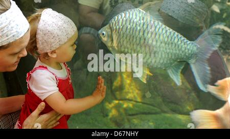 Une femme et un petit enfant d'observer les poissons dans un grand aquarium au tropical park "Gondwana" du zoo de Leipzig, Allemagne, 24 juin 2012. Les 16 500 m² grand hall, le plus grand site tropicaux en Europe, du nom de Gondwana - le point le plus au sud des deux supercontinents historique, selon le zoo, dispose d'environ 300 animaux, ainsi que 17 000 plantes tropicales avec des températures Banque D'Images