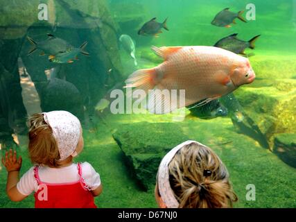 Une femme et un petit enfant d'observer les poissons dans un grand aquarium au tropical park "Gondwana" du zoo de Leipzig, Allemagne, 24 juin 2012. Les 16 500 m² grand hall, le plus grand site tropicaux en Europe, du nom de Gondwana - le point le plus au sud des deux supercontinents historique, selon le zoo, dispose d'environ 300 animaux, ainsi que 17 000 plantes tropicales avec des températures Banque D'Images