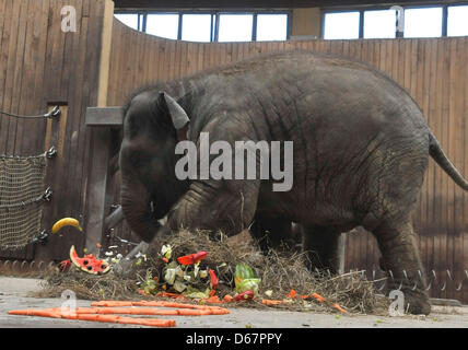 Zoo d'Ostrava, République tchèque. 13 avril 2013. Le jeune éléphant nommé Rashmi, acconpanied Johti par sa mère, a célébré son deuxième anniversaire le 12 avril au zoo, la célébration a eu lieu le 13 avril 2013. (Photo/CTK Jaroslav Ozana/Alamy Live News) Banque D'Images