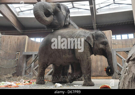 Zoo d'Ostrava, République tchèque. 13 avril 2013. Le jeune éléphant nommé Rashmi, acconpanied Johti par sa mère, a célébré son deuxième anniversaire le 12 avril au zoo, la célébration a eu lieu le 13 avril 2013. (Photo/CTK Jaroslav Ozana/Alamy Live News) Banque D'Images