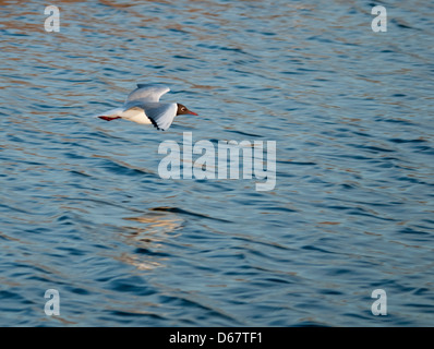 Mouette à tête noire planant au-dessus de la mer Banque D'Images