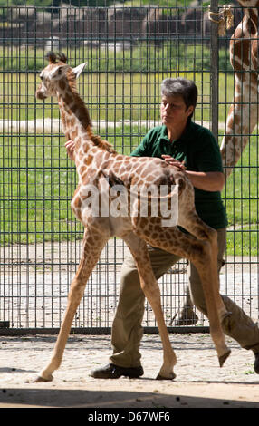 L'Ouganda Jule girafe se trouve à côté de son détenteur d'animaux au zoo de Berlin, Allemagne, 29 juin 2012. La girafe veau est né le 10 juin 2012. Photo : JOERG CARSTENSEN Banque D'Images