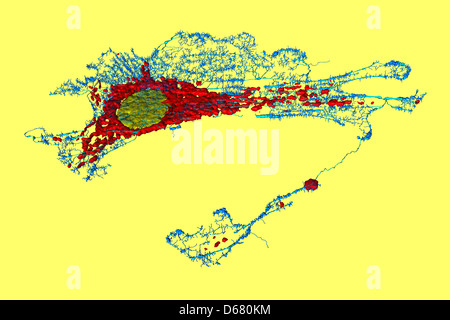 Les microfilaments (bleu), les mitochondries (rouge), et les noyaux (jaune) dans les cellules fibroblastes Banque D'Images