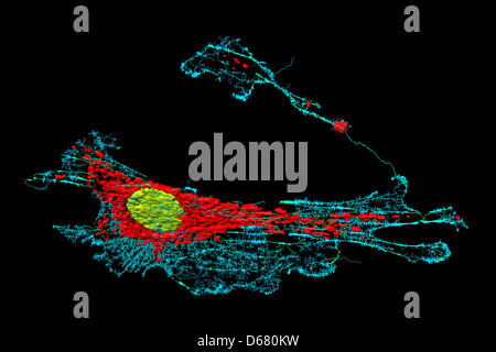 Les microfilaments (bleu), les mitochondries (rouge), et les noyaux (jaune) dans les cellules fibroblastes Banque D'Images