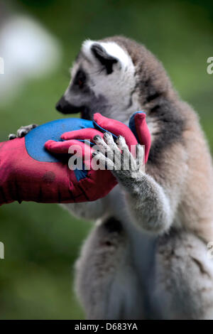 Un jeune homme habillé en Spider-Man siège avec ring-tailed lémuriens dans le parc Serengeti en Hodenhagen, Allemagne, 04 juillet 2012. La visite de Spider-Man a coïncidé avec l'ouverture du film 'The Amazing Spider-Man' il y a une semaine dans les salles allemandes. Photo : EMILY WABITSCH Banque D'Images
