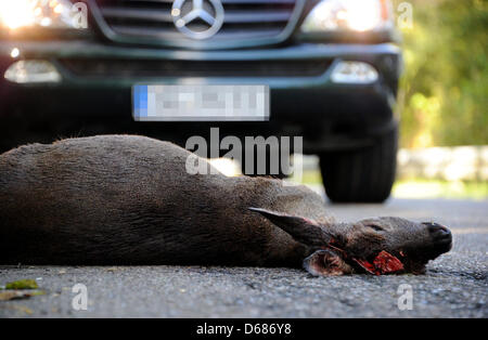 Fichier / ILLUSTRATION - Un fichier photo dpa datée du 13 octobre 2011 montre un cerf tué deux jours avant couché sur une route pour démontrer le danger de passages près de Schleswig, en Allemagne. Photo : Carsten Rehder Banque D'Images