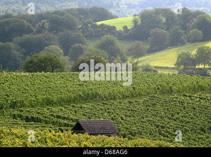 Fichier - Un fichier photo datée du 21 septembre 2008 montre le toit d'un refuge au milieu des vignobles près de Hambach, en Allemagne. Le vin de cette région est vendu en Chine aussi bien. Photo : Roland Holschneider Banque D'Images