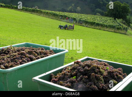 Fichier - Un fichier photo datée du 21 septembre 2008 montre à vendange les vignes près de Hambach, en Allemagne. Le vin de cette région est vendu en Chine aussi bien. Photo : Roland Holschneider Banque D'Images